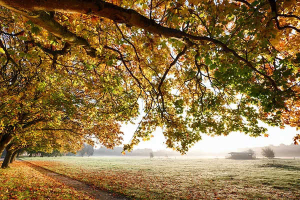 Herbstszene mit überhängenden Bäumen — Stockfoto