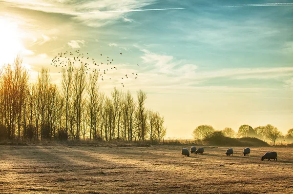 Ovejas en un paisaje rural al amanecer en Norfolk —  Fotos de Stock