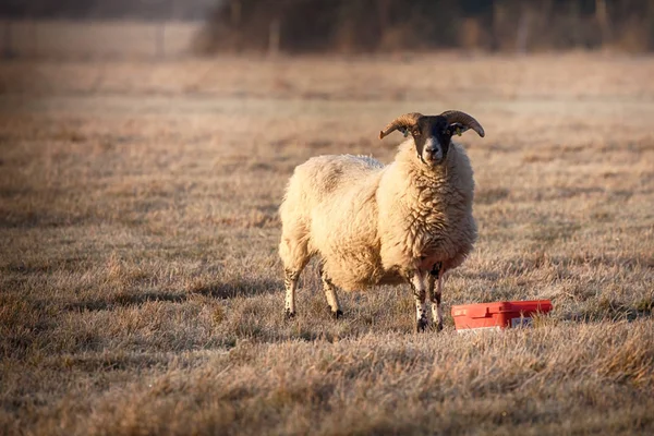 Norfolk horn sheep utfodring på en frostig morgon — Stockfoto