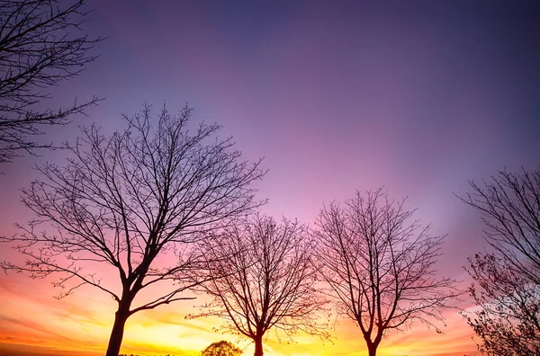Закат огненный с голыми деревьями — стоковое фото