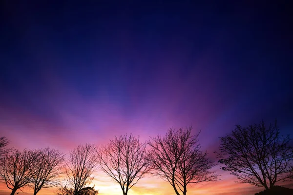Eldig vintern solnedgången med linjen av kala träd — Stockfoto