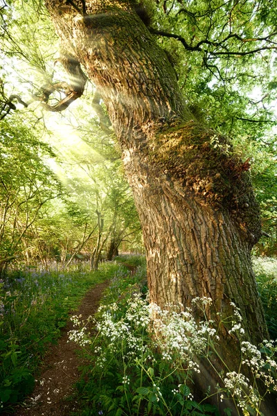 美しい春の森の小道 — ストック写真