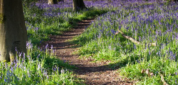 Solopgang sti gennem bluebell skove - Stock-foto