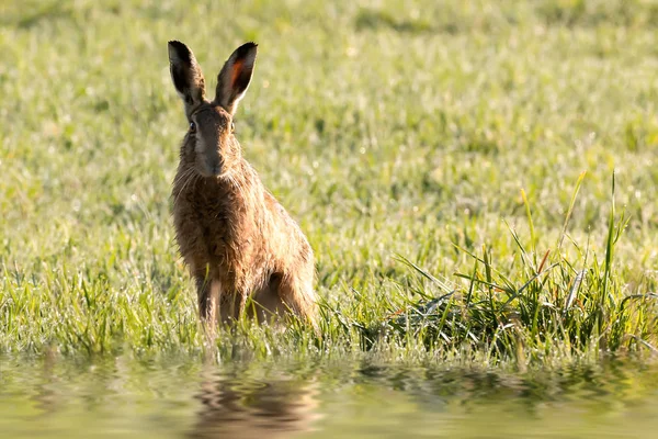 Wild hare sat next to waters edge — Stock Photo, Image