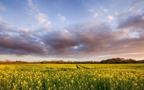 Impresionantes campos de colza al atardecer —  Fotos de Stock