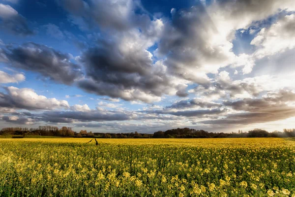 Impresionantes campos de colza al atardecer — Foto de Stock