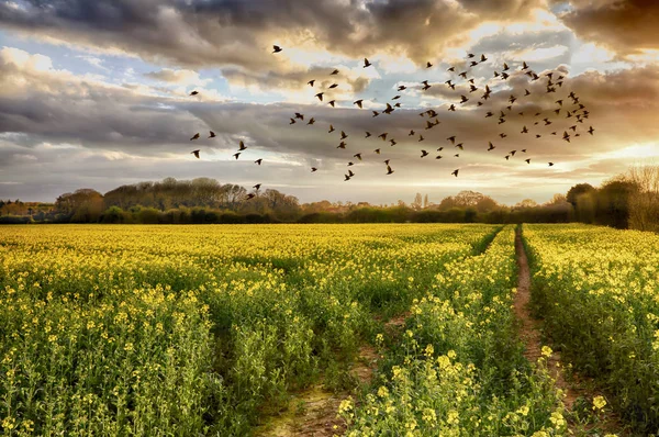 Kolza tohumu alan kuşlar ile gün batımında — Stok fotoğraf