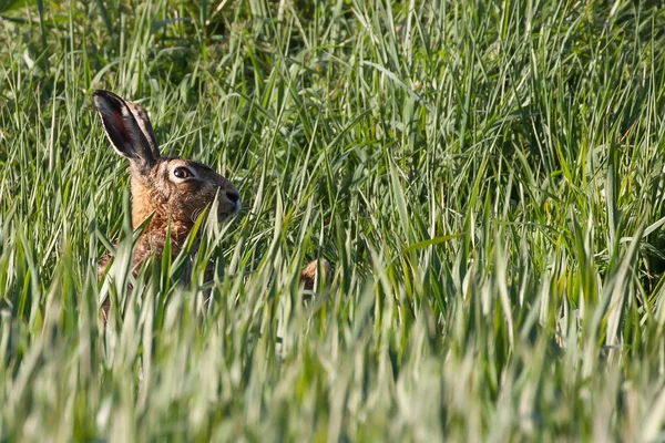 야생 토끼가 까이 서 작물에 — 스톡 사진