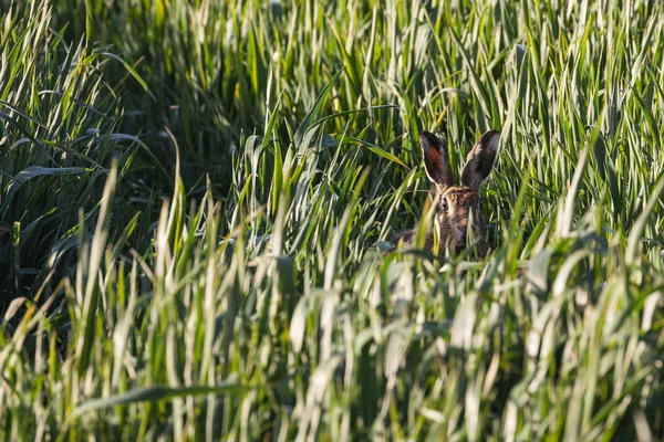 Дикий заяц на посевах смотрит в камеру — стоковое фото