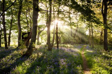 Enchanting bluebell woodland path and sunrise