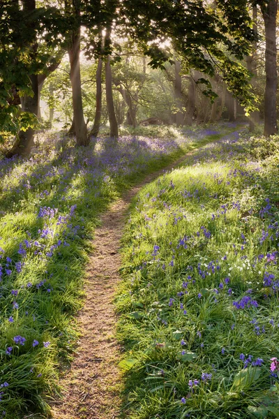Bluebell orman yolu ile rüya gibi gündoğumu — Stok fotoğraf