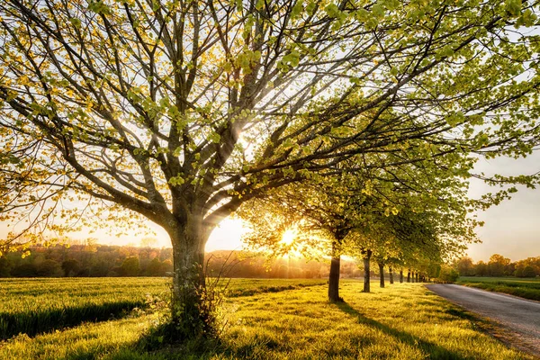 Puesta de sol a través de una línea de árboles rurales — Foto de Stock