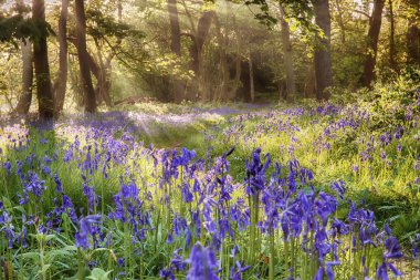 Bluebells orman yolu ile parlayan gündoğumu ışık