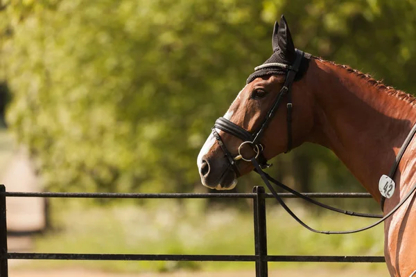 Houghton pruebas de caballos internacionales mayo 2017 —  Fotos de Stock