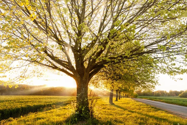 Solnedgången genom en rad av landsbygdens träd — Stockfoto