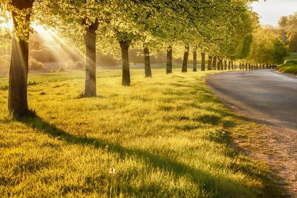 Zonsondergang via een lijn van landelijke bomen — Stockfoto