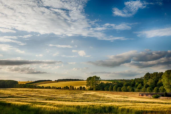 Campi di grano dorato paesaggio inglese — Foto Stock