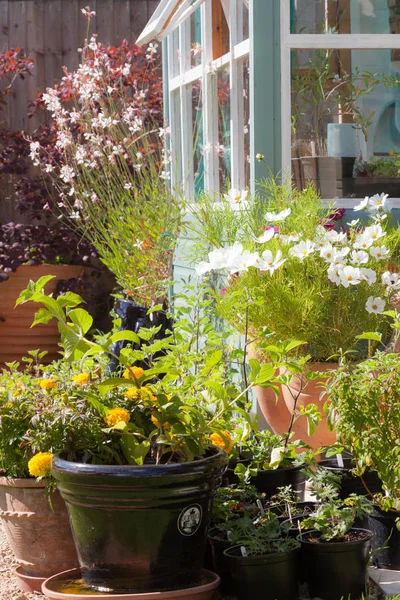 Cottage tuin in volle bloei — Stockfoto