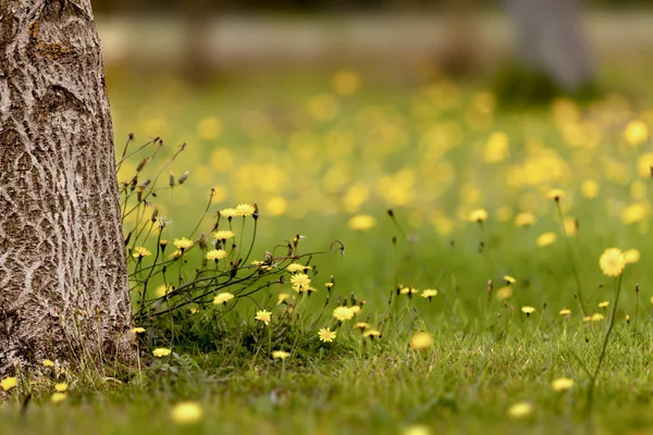 Summer meadow covered with yellow dandelions — Stock Photo, Image