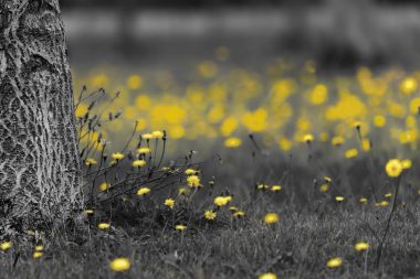 Karahindiba renk eğik çizgi 