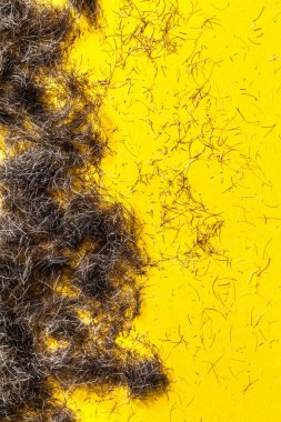 Beard cuttings on a saloon's yellow floor clipart