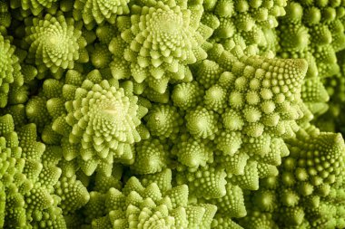 Romanesco brokoli sebze yakın çekim