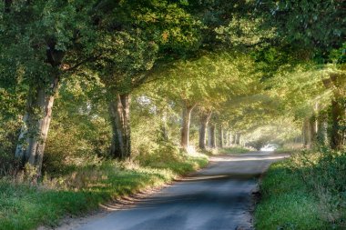 Ağaç kırsal lane güneş doğarken kaplı.