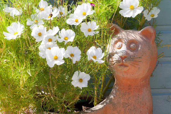 Cosmos flores creciendo en un contenedor para gatos — Foto de Stock