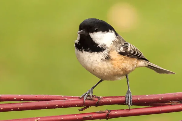 Kis szén cinege vad kert madár — Stock Fotó