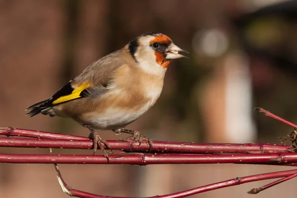 Europeu goldfinch pássaro de perto — Fotografia de Stock