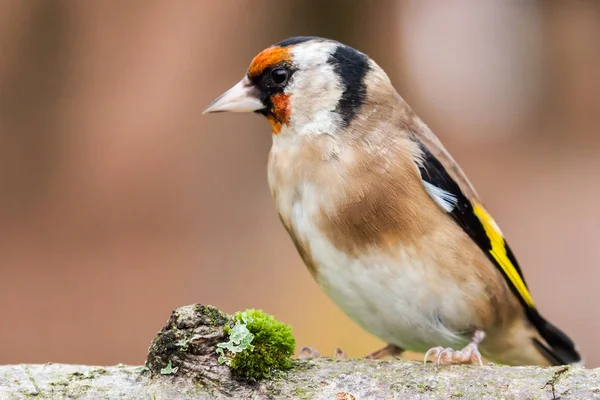 Europeu goldfinch pássaro de perto — Fotografia de Stock