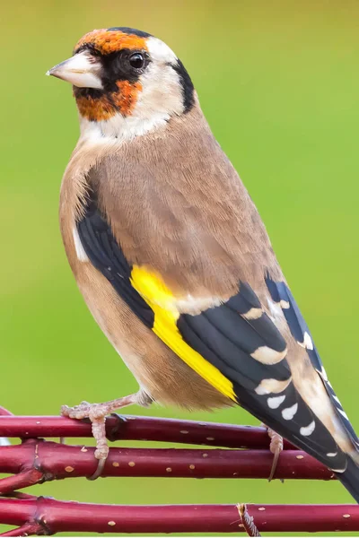 European goldfinch bird close up — Stock Photo, Image