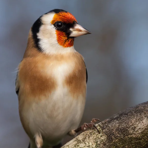 Europeu goldfinch pássaro de perto — Fotografia de Stock