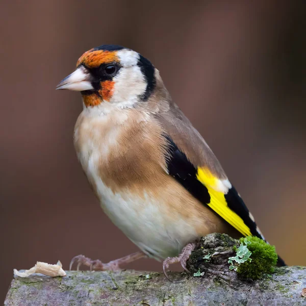 European goldfinch bird close up — Stock Photo, Image