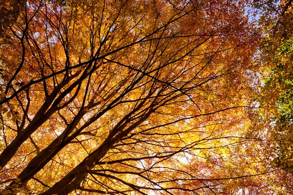 Waldbäume Voller Herbstfärbung Morgensonne Die Durch Die Bäume Bricht Und — Stockfoto