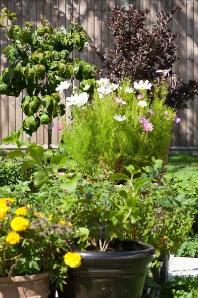 Jardineros paraíso cultivando plantas y flores —  Fotos de Stock