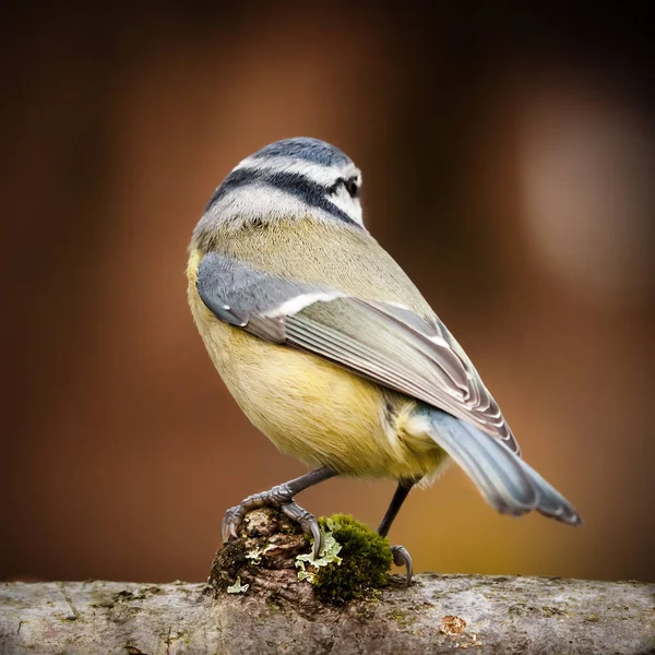 Wild Pimpelmees van achter — Stockfoto