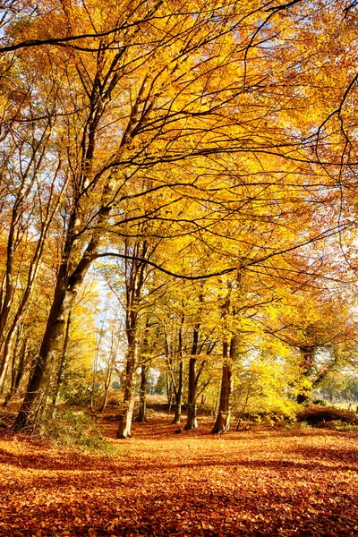 Forest Full Autumn Colour Woodland Floor Covered Bright Orange Fall — Stock Photo, Image