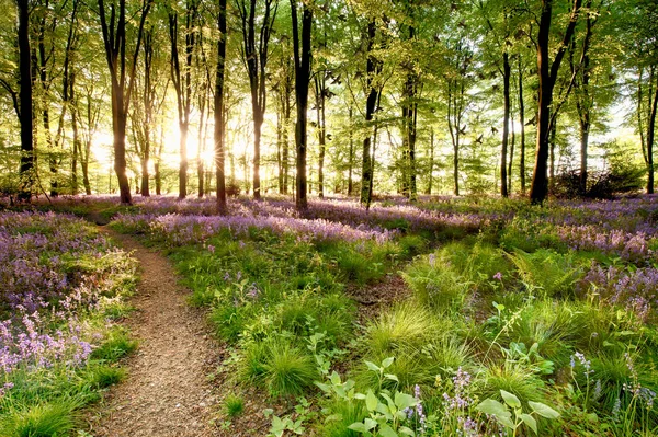 Bosques de Bluebell con aves en bandada — Foto de Stock