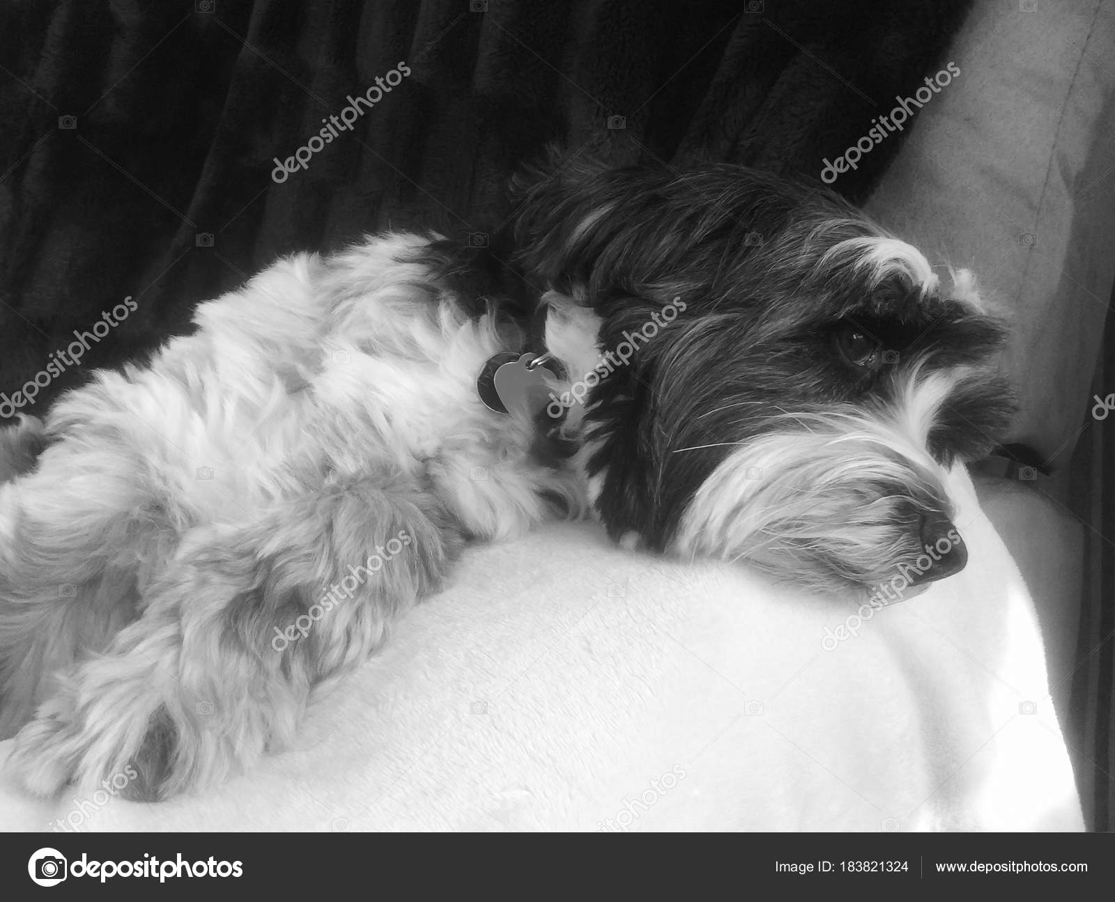 Cute Tibetan Terrier Resting On A Sofa Stock Photo C Mreco99 183821324