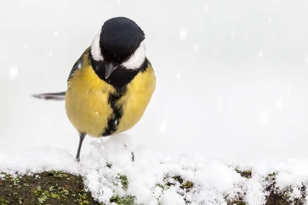 Great tit (Parus major) close up perched on a snow log — Stock Photo, Image