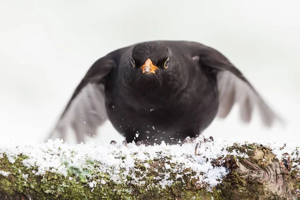 Blackbird закрывают посадку зимой — стоковое фото