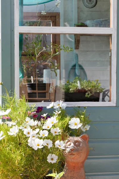 Gardeners shed window growing plants and flowers — Stock Photo, Image