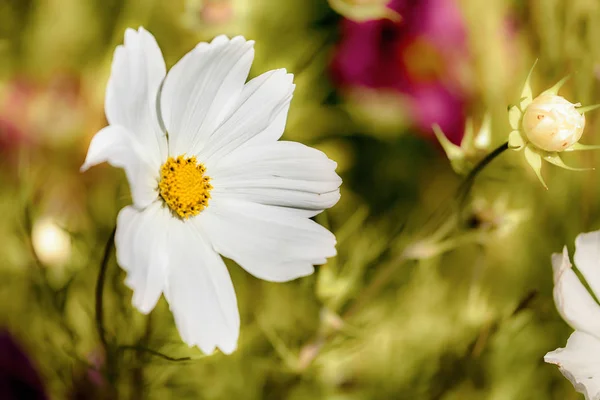 Spring flower in garden close up — Stock Photo, Image