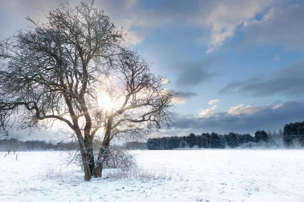 Árbol desnudo en un campo de nieve con amanecer temprano —  Fotos de Stock