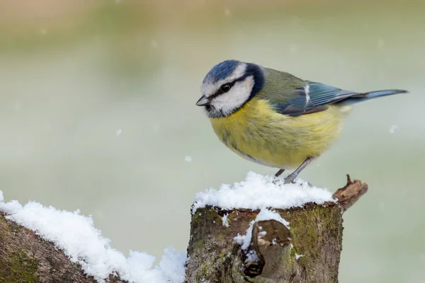 Splendido uccello selvatico tetta blu nella neve — Foto Stock