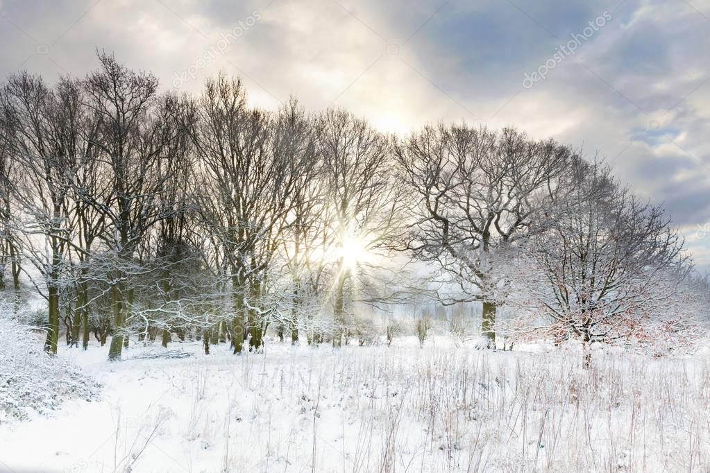 Snow covered rural trees with early morning sunrise