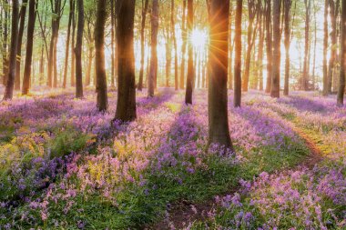 Bluebell orman yolu gündoğumu