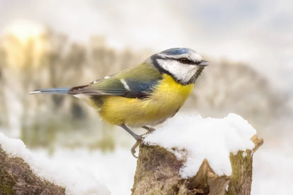 Little blue tit in winter snow — Stock Photo, Image