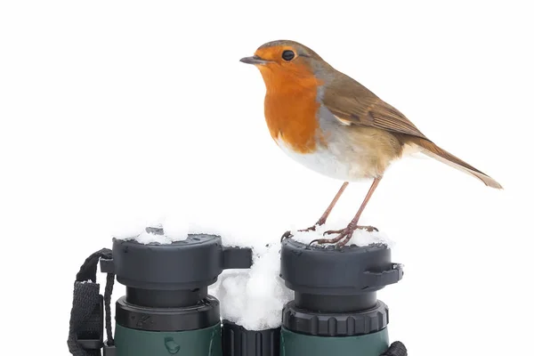 Robin wildbird sat on binoculars in winter — Stock Photo, Image